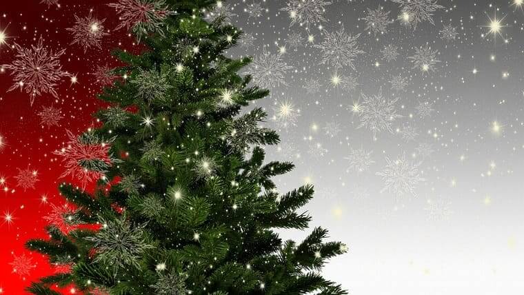家に帰ったらクリスマスツリーにコアラが 一体なぜ コアラはネットの人気者に ハフポスト