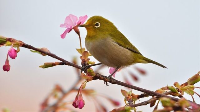 ウグイス の 鳴き声