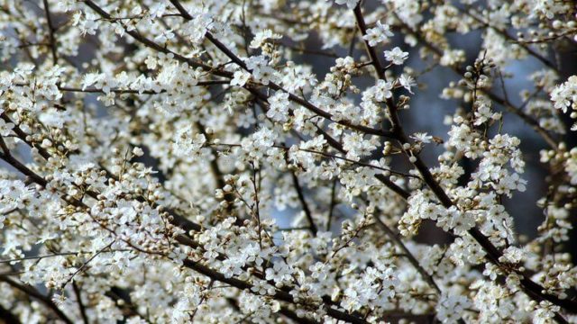 梅 桜 違い